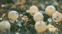 Atlantic salmon eggs