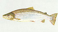 mature Atlantic salmon