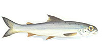 salmon smolt